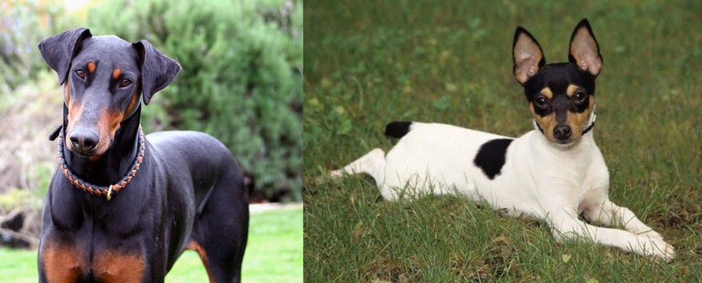 Toy Fox Terrier vs Doberman Pinscher - Breed Comparison