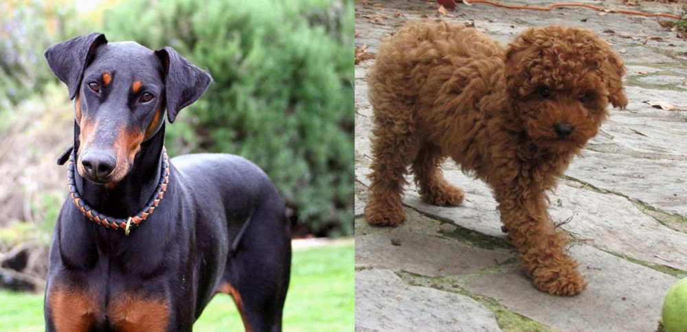 Toy Poodle vs Doberman Pinscher - Breed Comparison