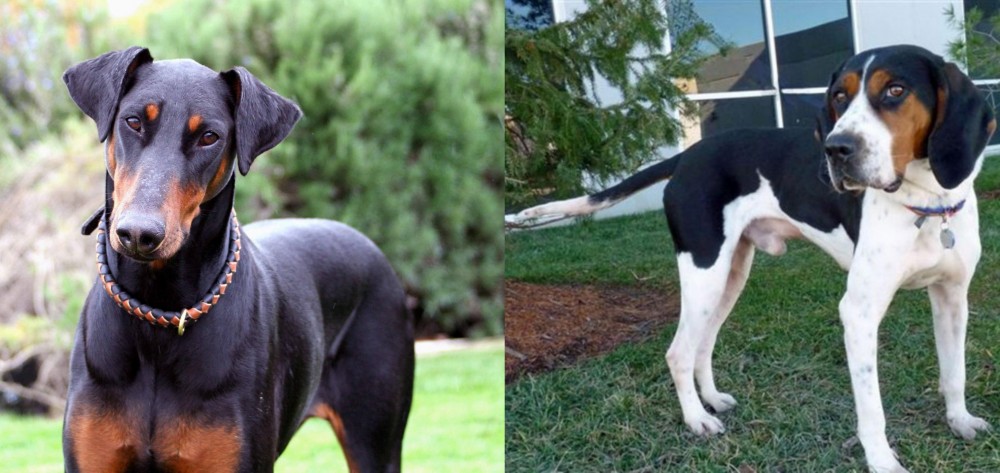 Treeing Walker Coonhound vs Doberman Pinscher - Breed Comparison