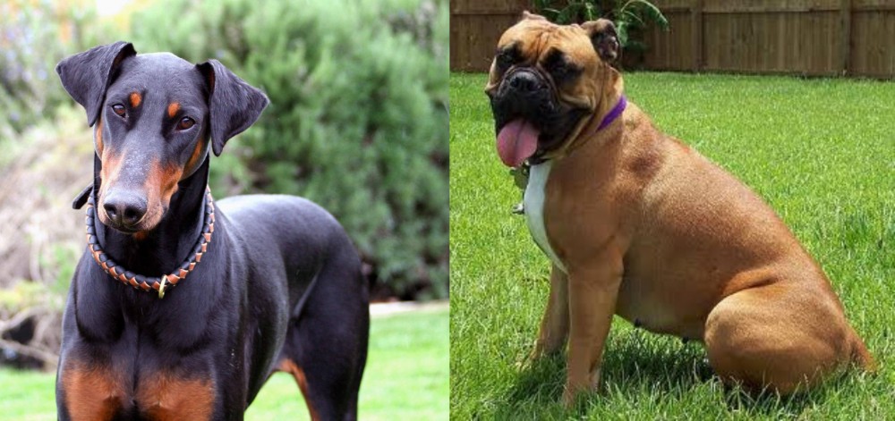 Valley Bulldog vs Doberman Pinscher - Breed Comparison