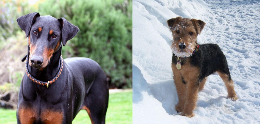 Welsh Terrier vs Doberman Pinscher - Breed Comparison