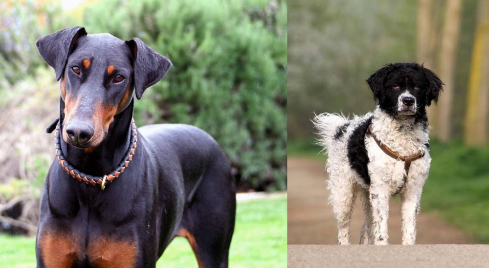 Wetterhoun vs Doberman Pinscher - Breed Comparison