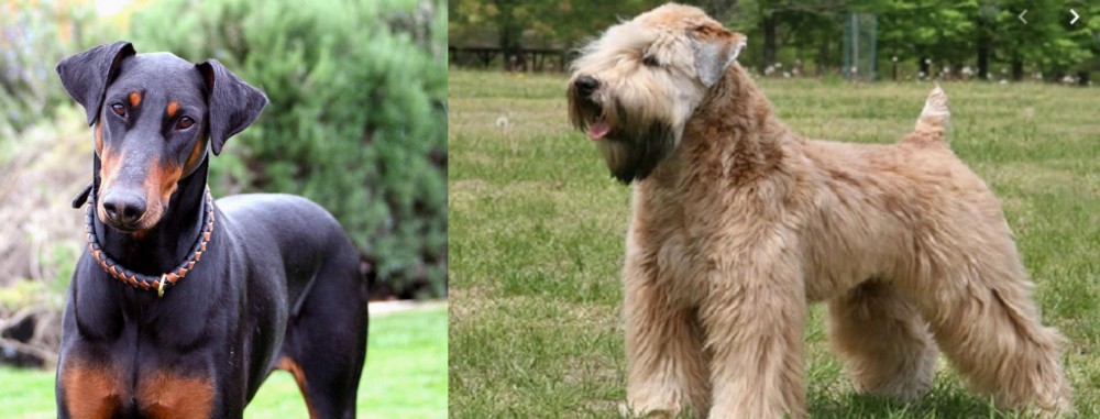 Wheaten Terrier vs Doberman Pinscher - Breed Comparison