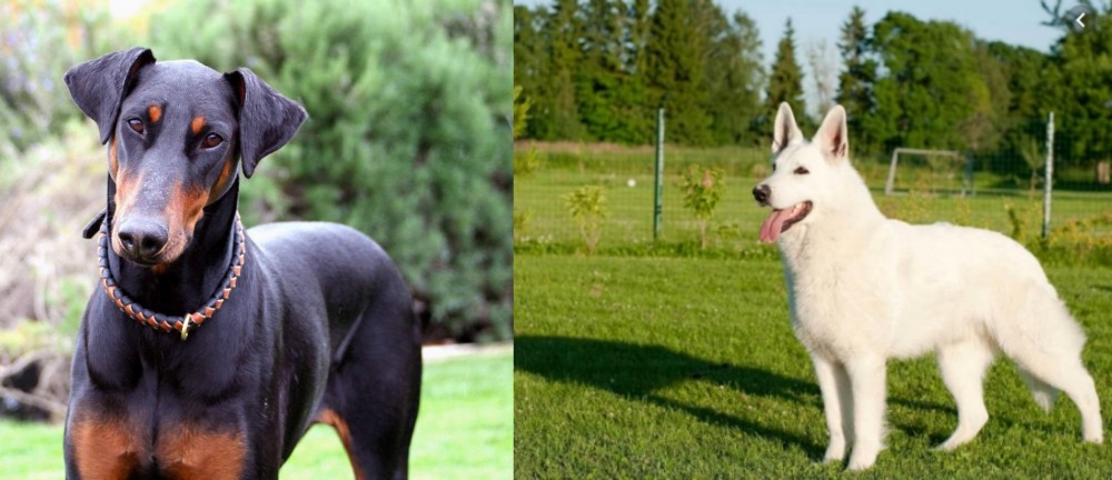 White Shepherd vs Doberman Pinscher - Breed Comparison