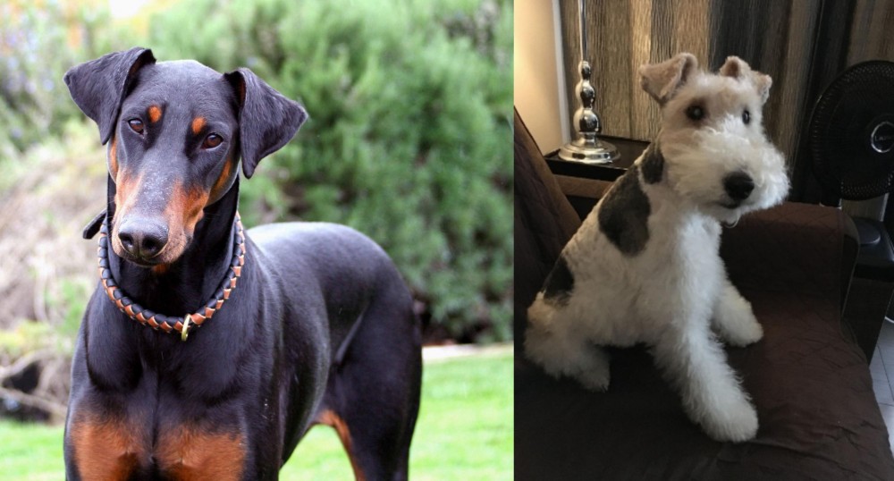 Wire Haired Fox Terrier vs Doberman Pinscher - Breed Comparison