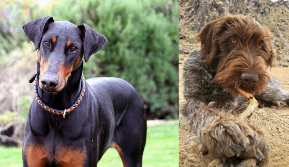 Wirehaired Pointing Griffon vs Doberman Pinscher - Breed Comparison