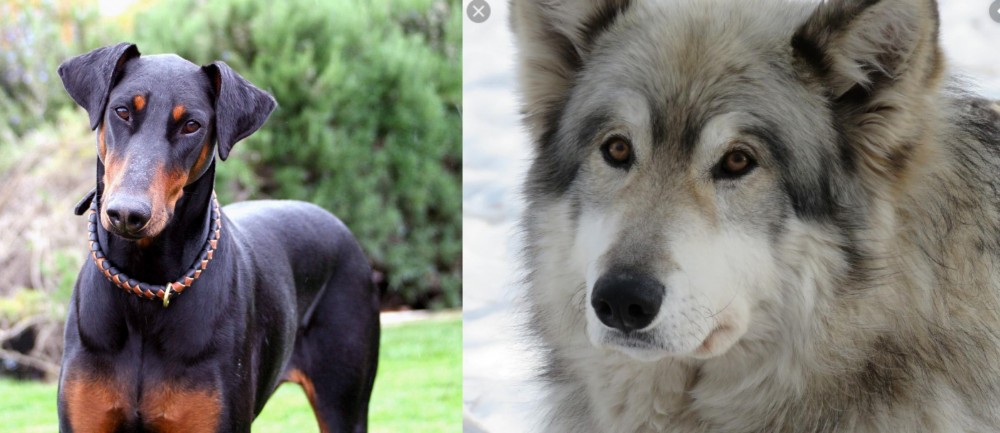 Wolfdog vs Doberman Pinscher - Breed Comparison