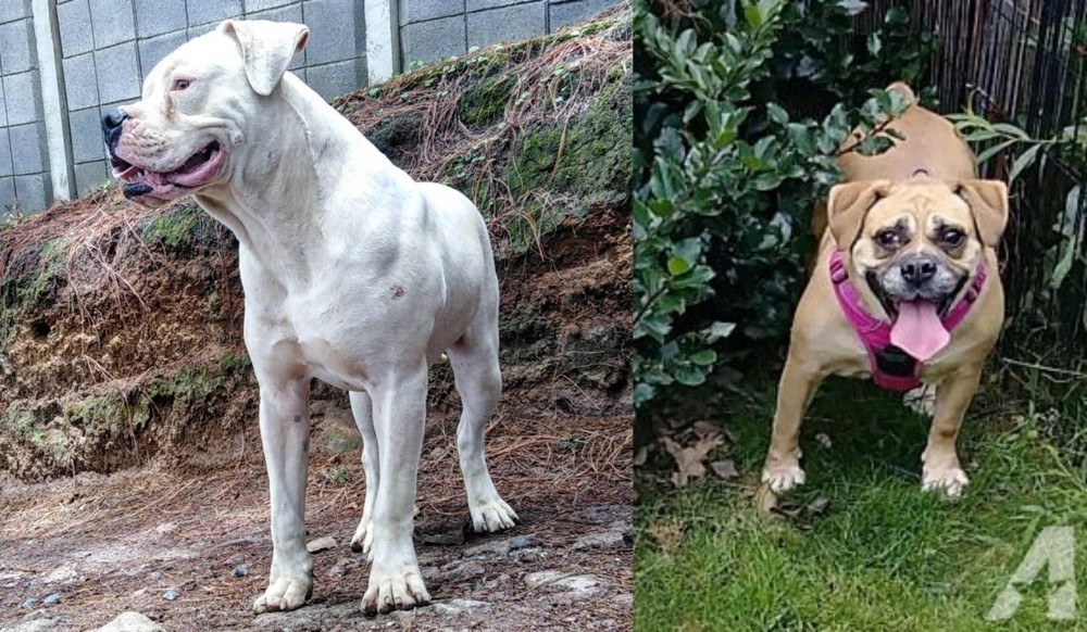Beabull vs Dogo Guatemalteco - Breed Comparison