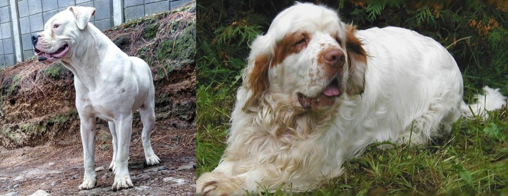 Clumber Spaniel vs Dogo Guatemalteco - Breed Comparison