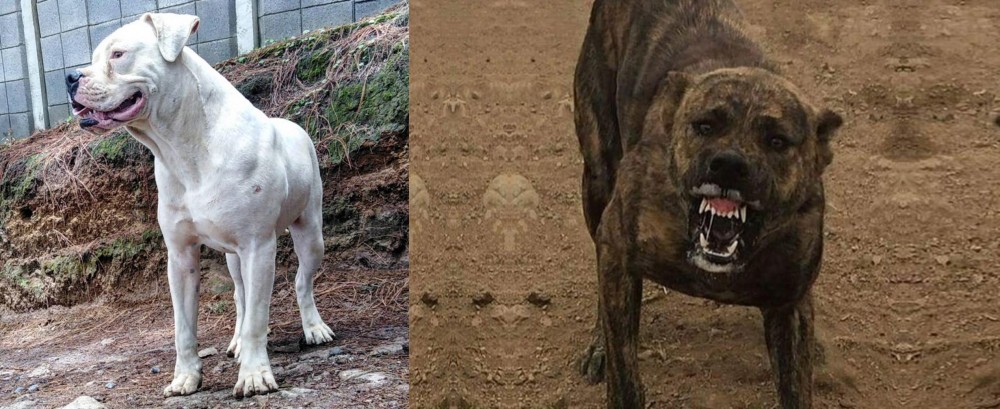 Dogo Sardesco vs Dogo Guatemalteco - Breed Comparison