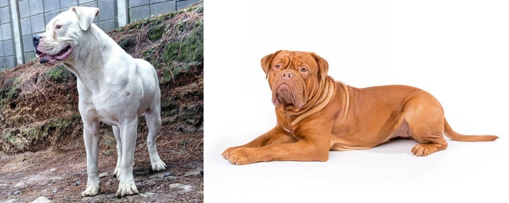 Dogue De Bordeaux vs Dogo Guatemalteco - Breed Comparison