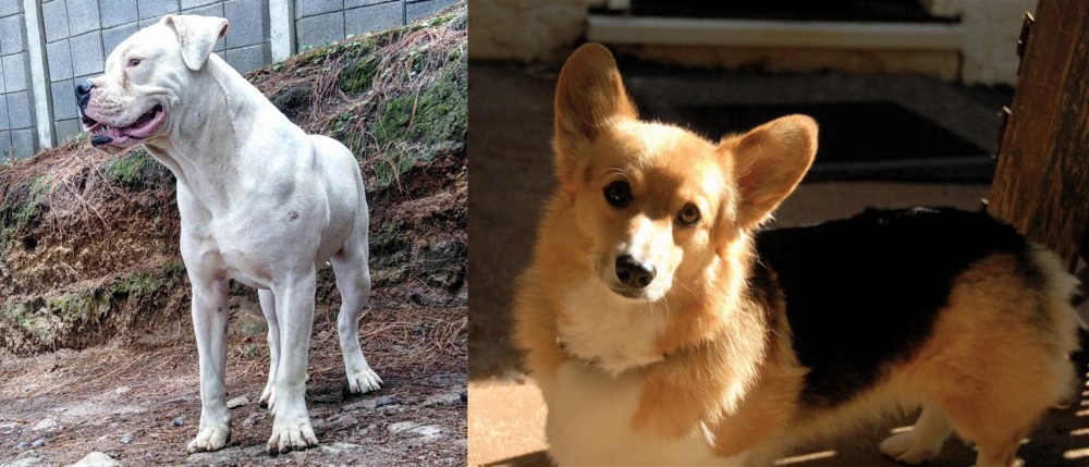 Dorgi vs Dogo Guatemalteco - Breed Comparison