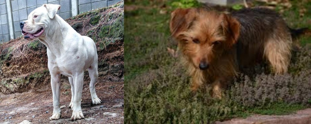 Dorkie vs Dogo Guatemalteco - Breed Comparison