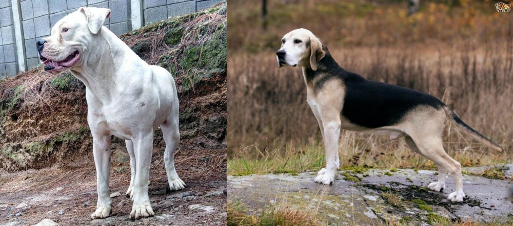 Dunker vs Dogo Guatemalteco - Breed Comparison