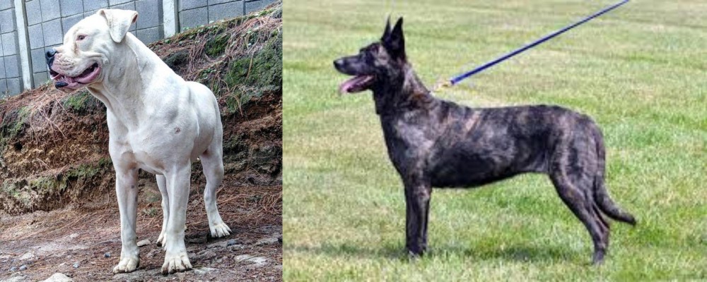 Dutch Shepherd vs Dogo Guatemalteco - Breed Comparison