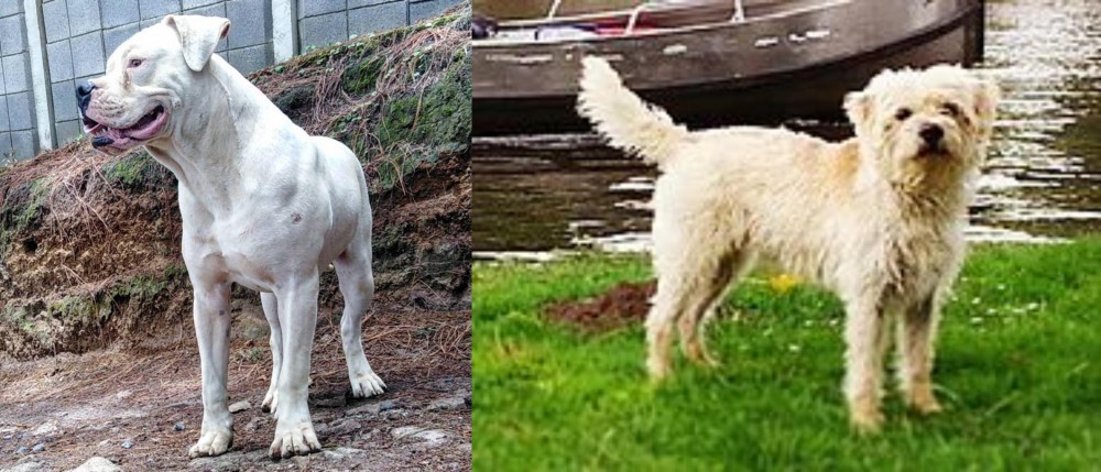 Dutch Smoushond vs Dogo Guatemalteco - Breed Comparison