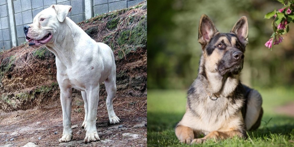 East European Shepherd vs Dogo Guatemalteco - Breed Comparison