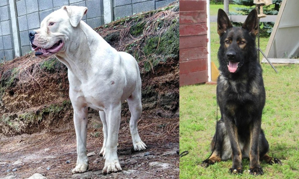 East German Shepherd vs Dogo Guatemalteco - Breed Comparison