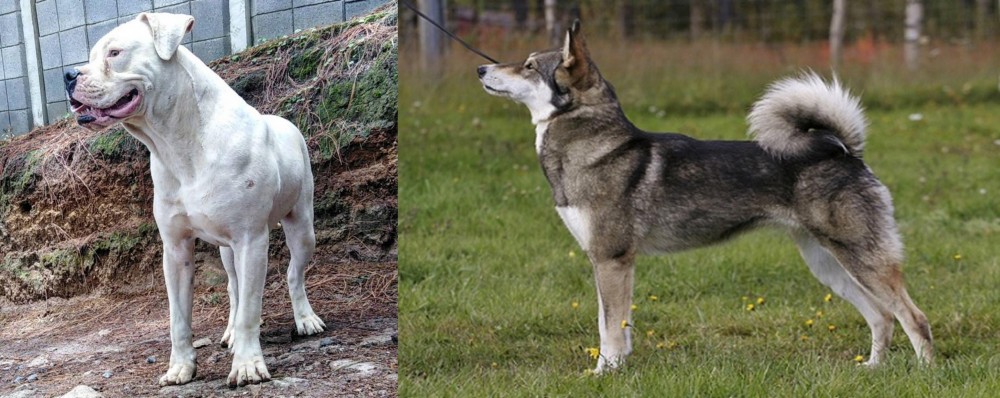 East Siberian Laika vs Dogo Guatemalteco - Breed Comparison