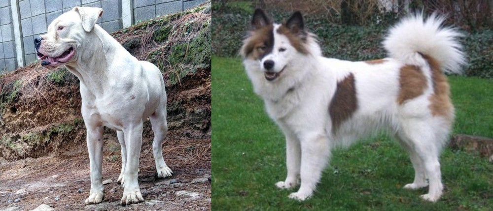 Elo vs Dogo Guatemalteco - Breed Comparison