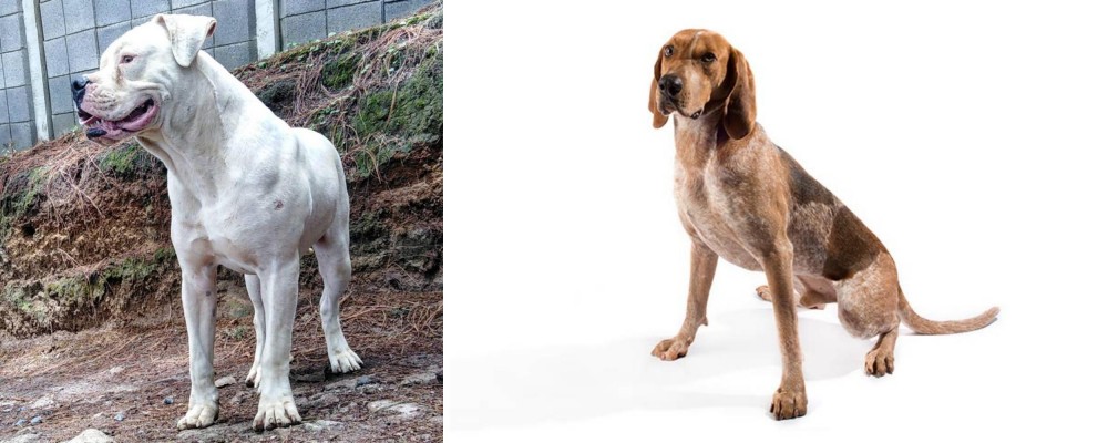 English Coonhound vs Dogo Guatemalteco - Breed Comparison