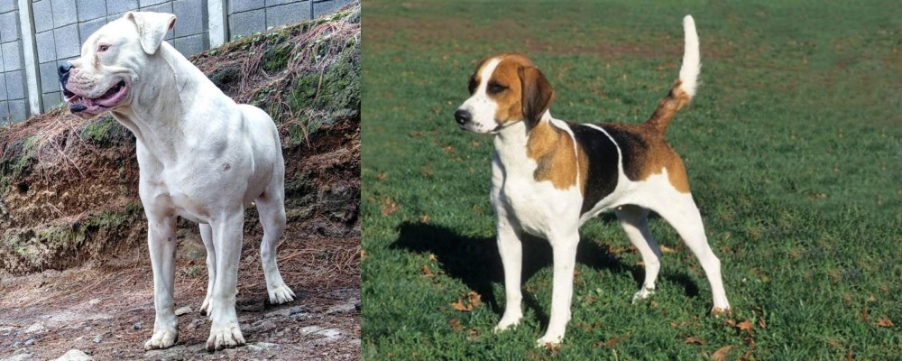 English Foxhound vs Dogo Guatemalteco - Breed Comparison