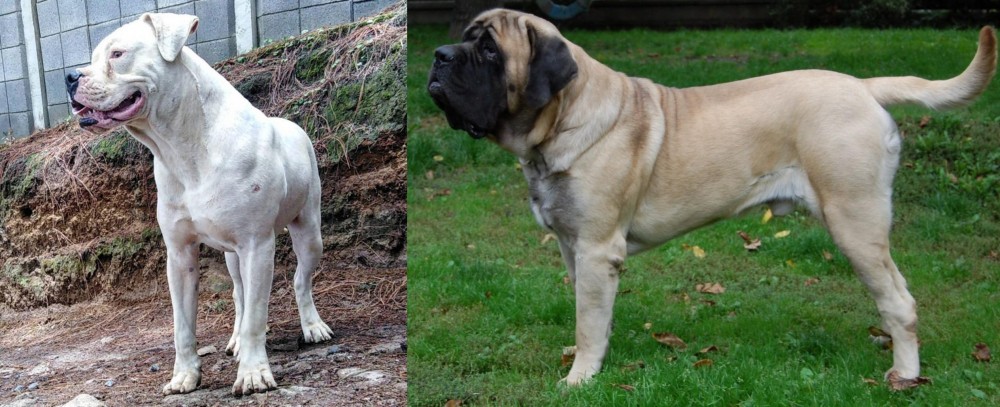 English Mastiff vs Dogo Guatemalteco - Breed Comparison