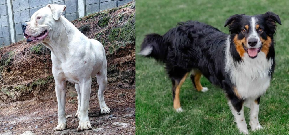 English Shepherd vs Dogo Guatemalteco - Breed Comparison