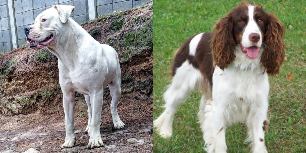 English Springer Spaniel vs Dogo Guatemalteco - Breed Comparison
