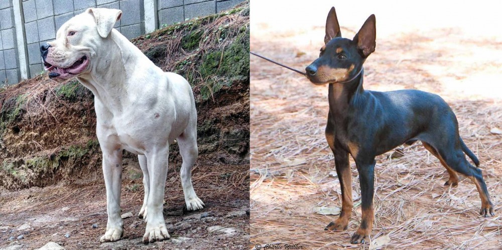 English Toy Terrier (Black & Tan) vs Dogo Guatemalteco - Breed Comparison