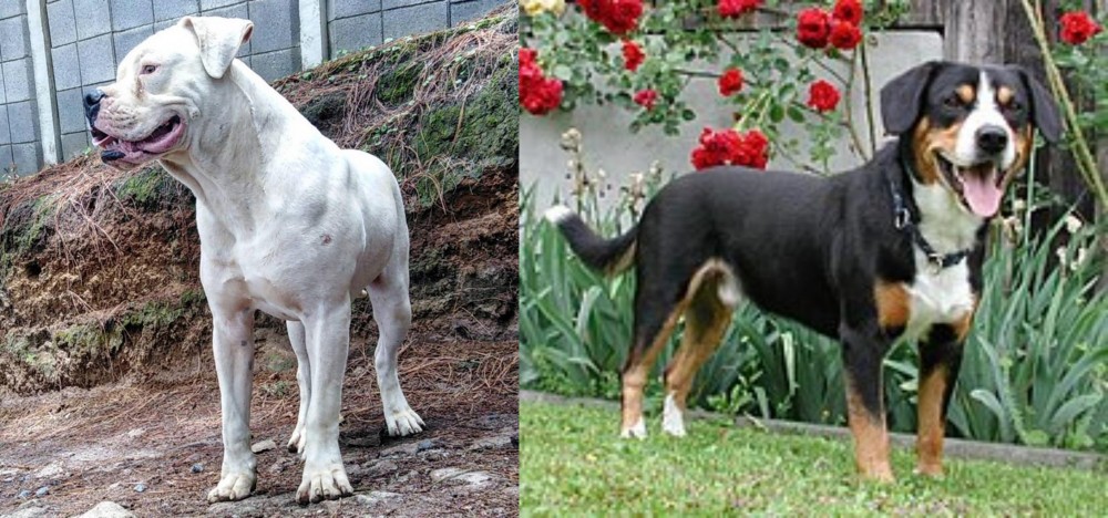 Entlebucher Mountain Dog vs Dogo Guatemalteco - Breed Comparison
