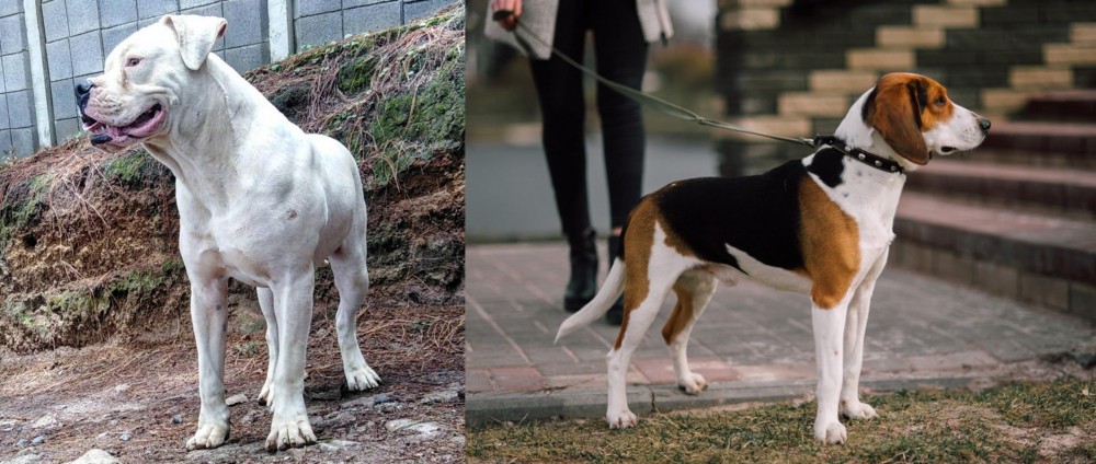 Estonian Hound vs Dogo Guatemalteco - Breed Comparison