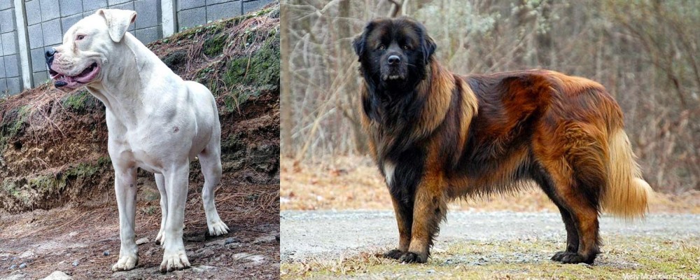 Estrela Mountain Dog vs Dogo Guatemalteco - Breed Comparison