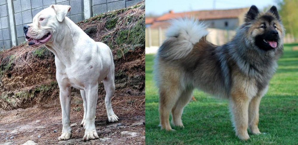 Eurasier vs Dogo Guatemalteco - Breed Comparison