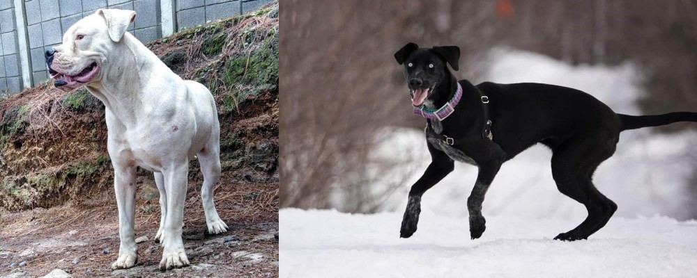 Eurohound vs Dogo Guatemalteco - Breed Comparison