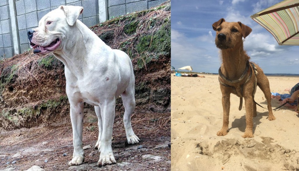 Fell Terrier vs Dogo Guatemalteco - Breed Comparison