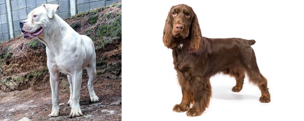 Field Spaniel vs Dogo Guatemalteco - Breed Comparison
