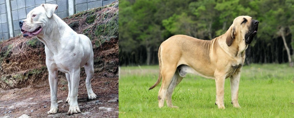 Fila Brasileiro vs Dogo Guatemalteco - Breed Comparison