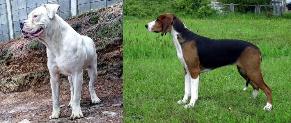 Finnish Hound vs Dogo Guatemalteco - Breed Comparison