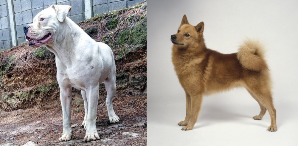 Finnish Spitz vs Dogo Guatemalteco - Breed Comparison