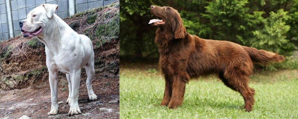 Flat-Coated Retriever vs Dogo Guatemalteco - Breed Comparison