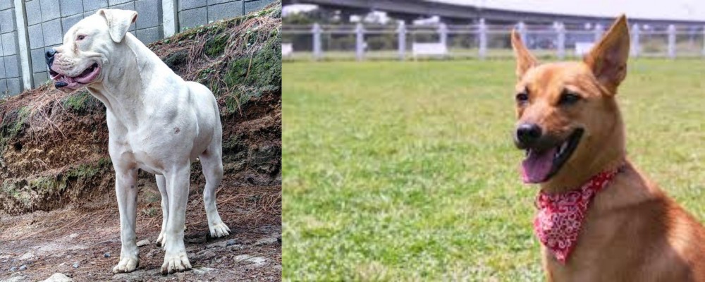 Formosan Mountain Dog vs Dogo Guatemalteco - Breed Comparison