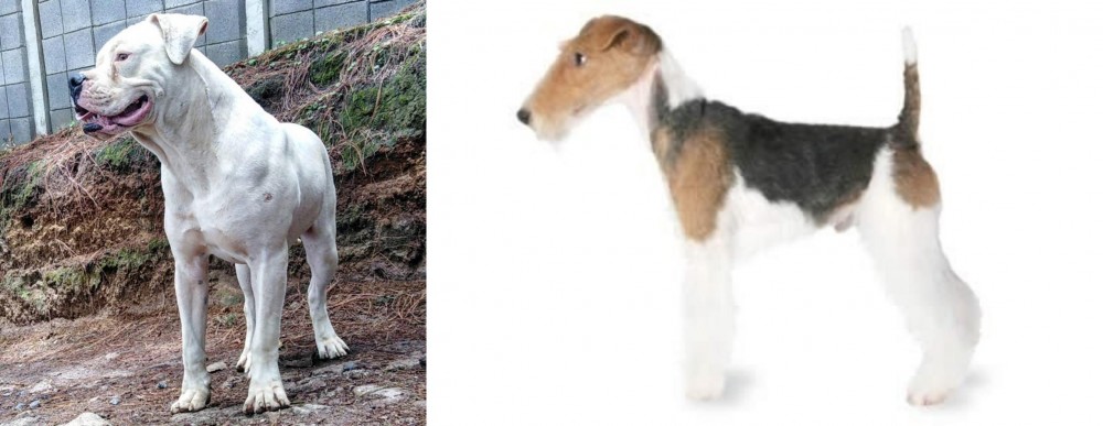 Fox Terrier vs Dogo Guatemalteco - Breed Comparison