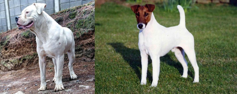 Fox Terrier (Smooth) vs Dogo Guatemalteco - Breed Comparison