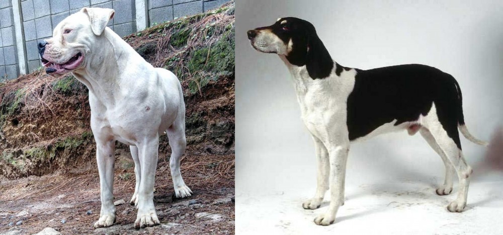 Francais Blanc et Noir vs Dogo Guatemalteco - Breed Comparison