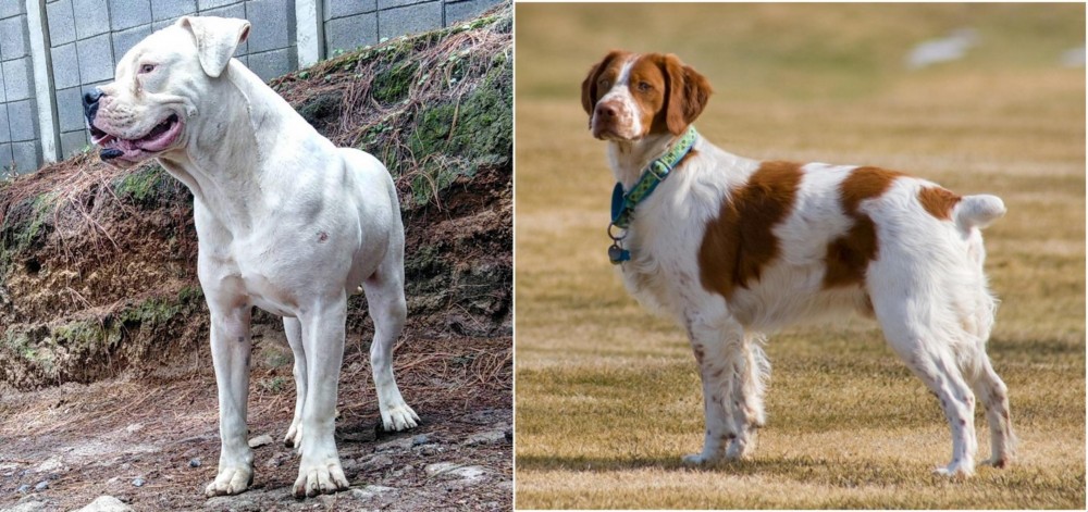 French Brittany vs Dogo Guatemalteco - Breed Comparison