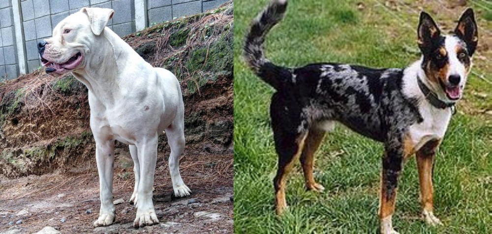 German Coolie vs Dogo Guatemalteco - Breed Comparison