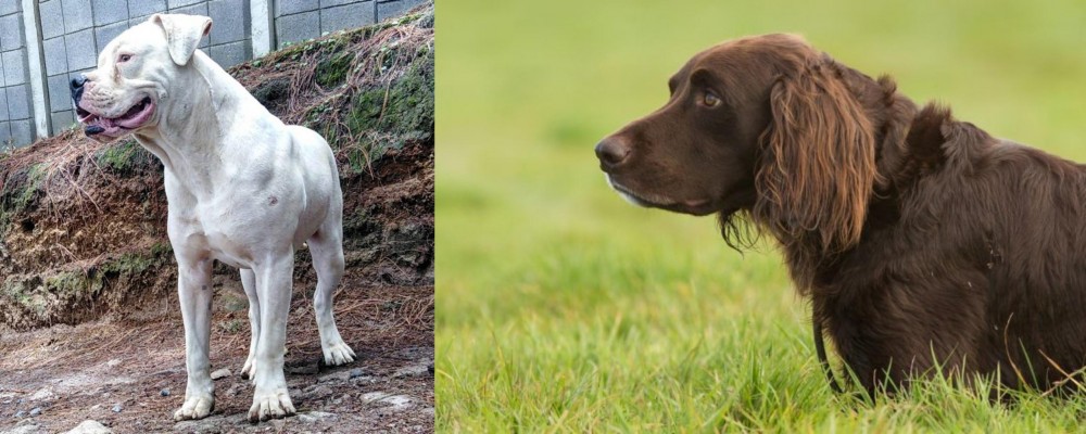 German Longhaired Pointer vs Dogo Guatemalteco - Breed Comparison