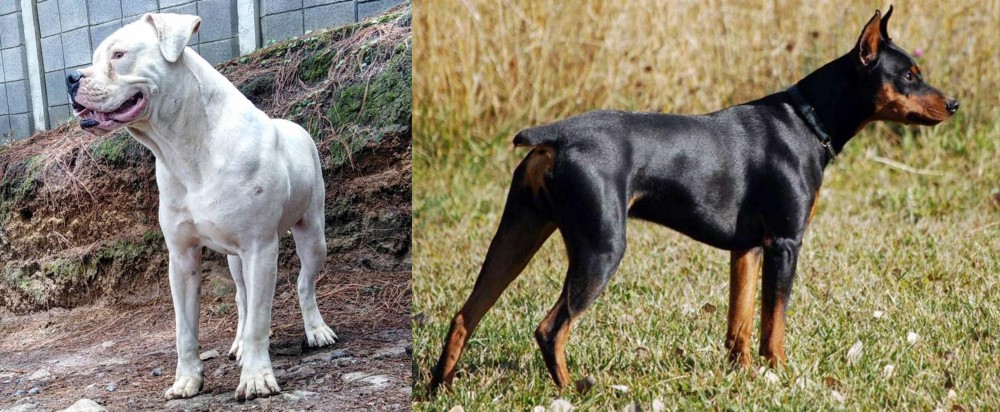 German Pinscher vs Dogo Guatemalteco - Breed Comparison