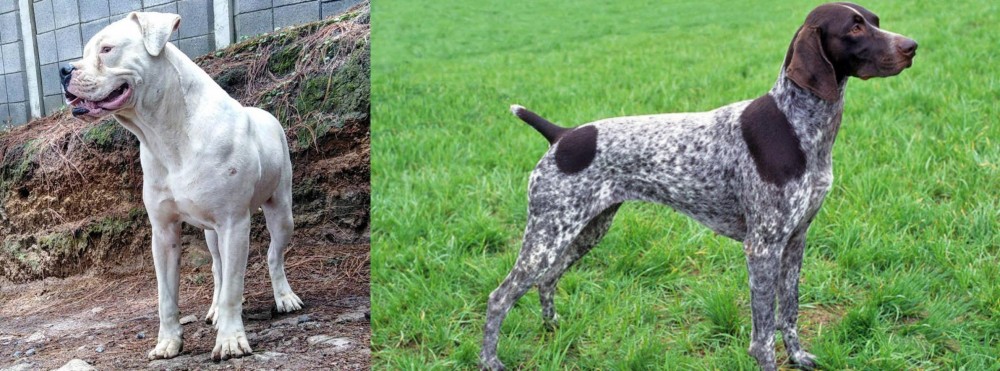German Shorthaired Pointer vs Dogo Guatemalteco - Breed Comparison